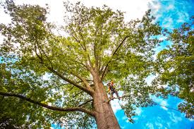 Best Tree Trimming and Pruning  in Running Springs, CA