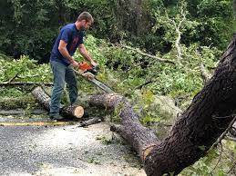 Best Tree Disease Treatment  in Running Springs, CA