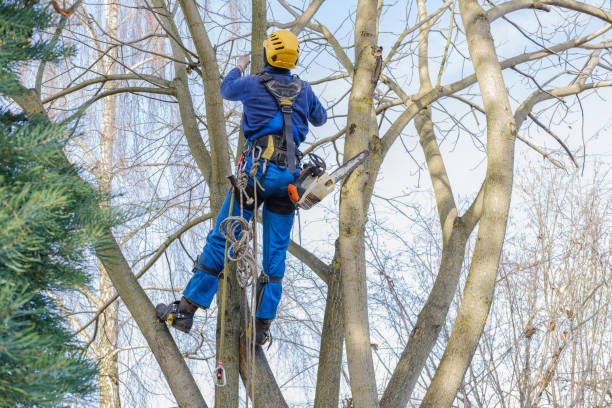 Reliable Running Springs, CA Tree Care Solutions