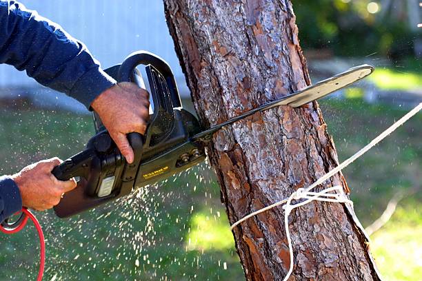 Pest Control for Lawns in Running Springs, CA