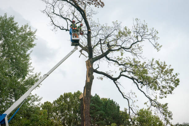 How Our Tree Care Process Works  in  Running Springs, CA