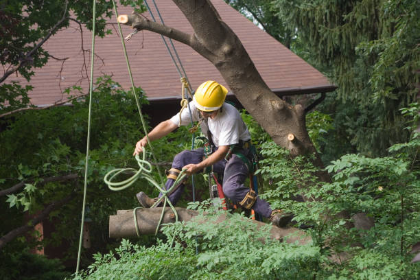 Best Seasonal Cleanup (Spring/Fall)  in Running Springs, CA