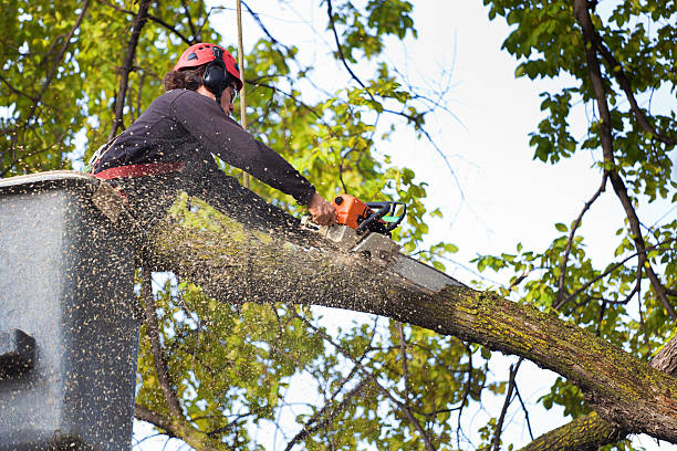 Best Firewood Processing and Delivery  in Running Springs, CA