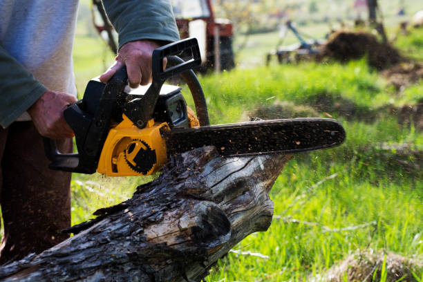 Best Arborist Consultation Services  in Running Springs, CA
